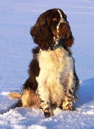 A ZIGGY MARLEY MOLOSEUM | English Springer Spaniel 