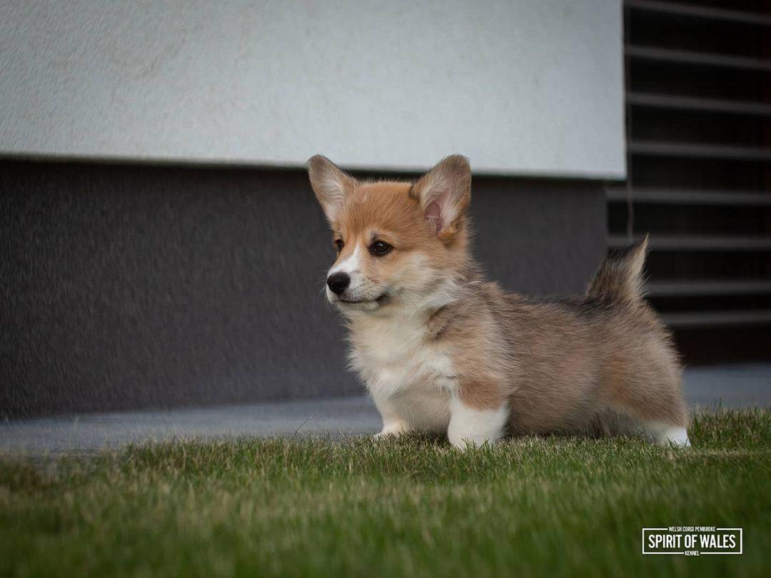 Danny Spirit of Wales | Pembroke Welsh Corgi 
