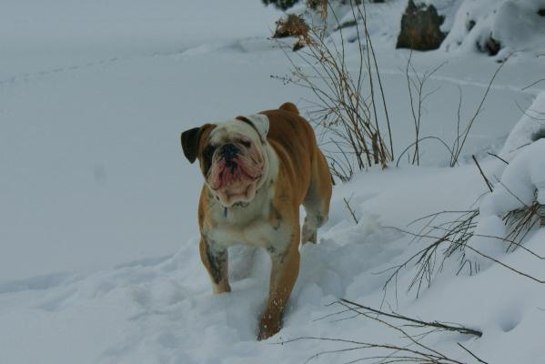 Blackreef's Kila of Central Bulldogges | Olde English Bulldogge 