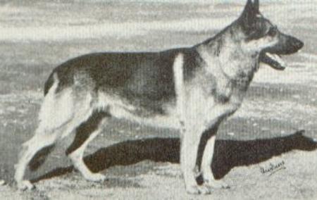 Frejahöjdens Bembo | German Shepherd Dog 