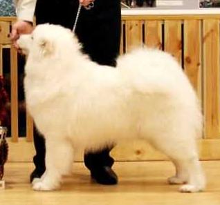 Serenada Severnoy Doliny Chessy-Shantal' | Samoyed 