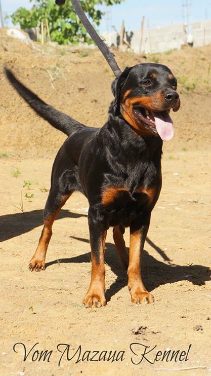 Inka of ZBB | Rottweiler 