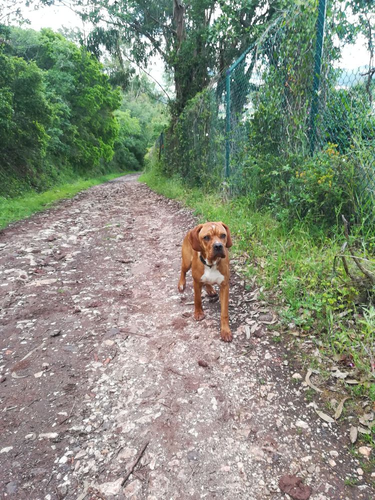 ALMA DA MINA CAZIANA | Portuguese Pointer 