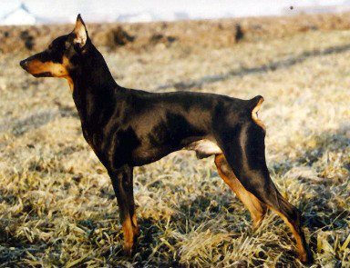 Wiener Kindl CYRILL | German Pinscher 