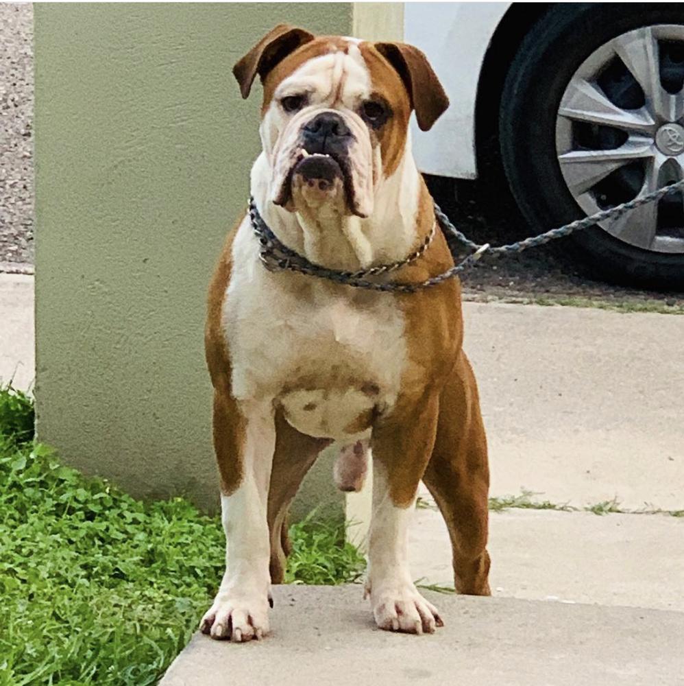 Strong Side “Apollo” | Olde English Bulldogge 