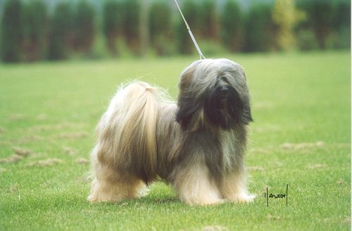 CHOMO OF SJO-WHO-SJI-BIB | Tibetan Terrier 