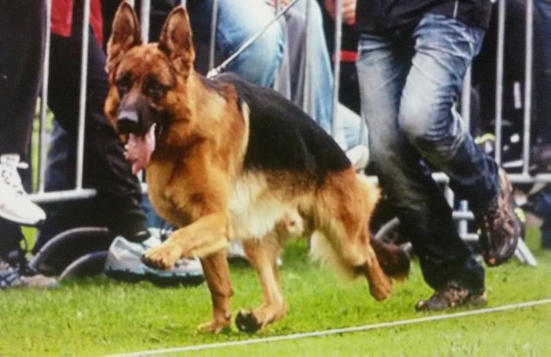 Ted vom Grabfeldgau | German Shepherd Dog 