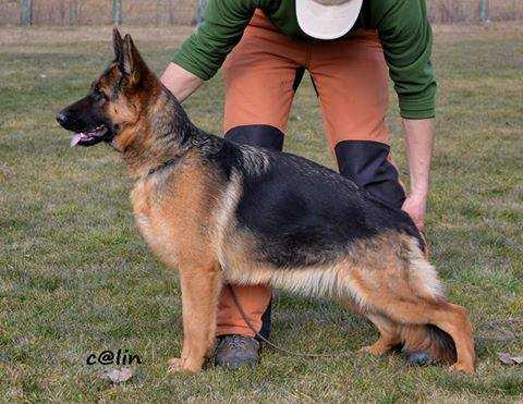 Mira vom Quelleweg | German Shepherd Dog 