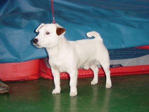 Krouni Liv Brave | Jack Russell Terrier 