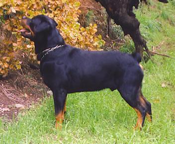 Igor vom Kressbach | Rottweiler 