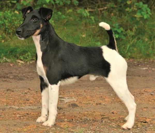 Agria Wild World | Smooth Fox Terrier 