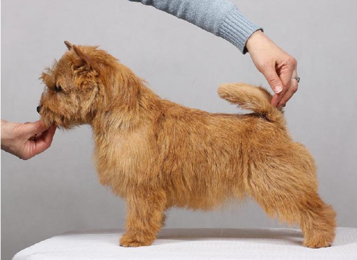 Elvis Lubash Nikita | Norwich Terrier 