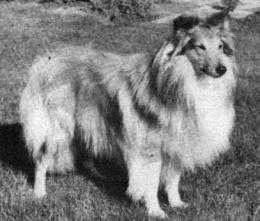 Sweet Sultan Of Shelert | Shetland Sheepdog 