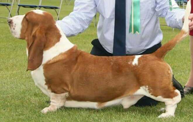 Switherland Smart Image | Basset Hound 