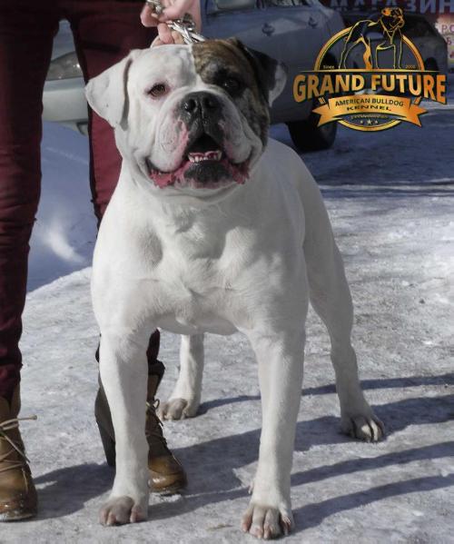 Grand Future Shadow Knight | American Bulldog 