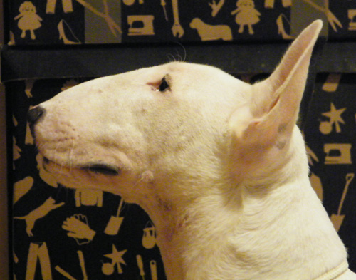 Bubbly Beauty von Chiorean | Bull Terrier 