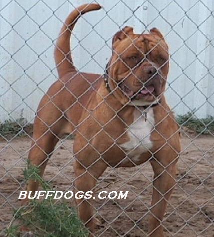 Redbull of Buffdogs | Olde English Bulldogge 