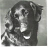 Wyndhamian Devil | Flat-Coated Retriever 