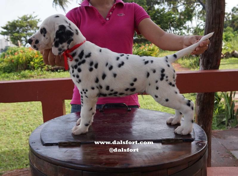 Dalsfort IX Fullmoon | Dalmatian 