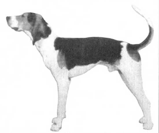 Right Hand Flyers Grizzly | Treeing Walker Coonhound 
