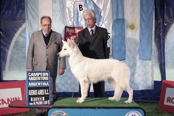 Alpaca de kupal kuyen | White Swiss Shepherd Dog 