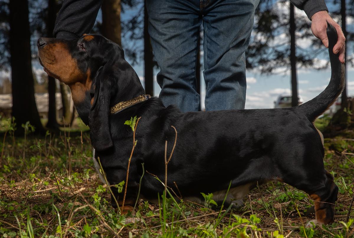 Geraldika Rolling Stones | Basset Hound 