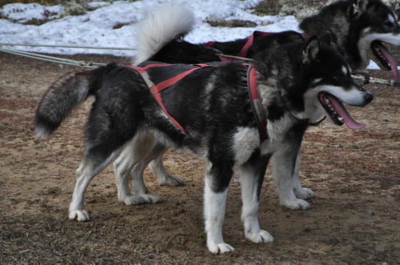 Snow Creek Great Surprise Chilli | Alaskan Malamute 