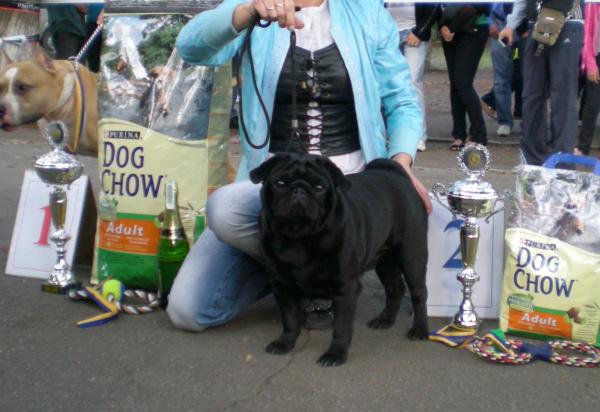 Habenero de javu xarrison ford | Pug 