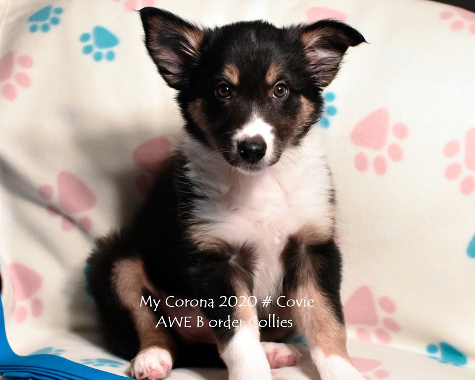 AWE2C Rosalind's Cure To Covie (Covie) | Border Collie 