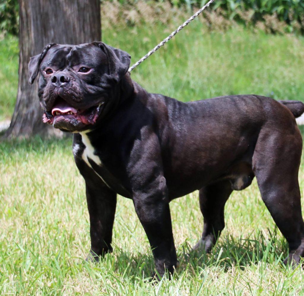 Evolution's Legion of Darkness | Olde English Bulldogge 