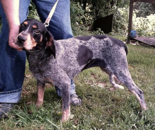 Adkins Blue Dog Dixie VI | Bluetick Coonhound 