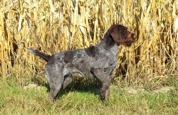 Herc Dama Od Abaje | German Wirehaired Pointer 