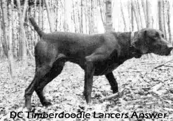 TIMBERDOODLE LANCERS ANSWER | German Shorthaired Pointer 