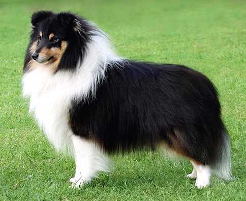 Milesend Night Force | Shetland Sheepdog 