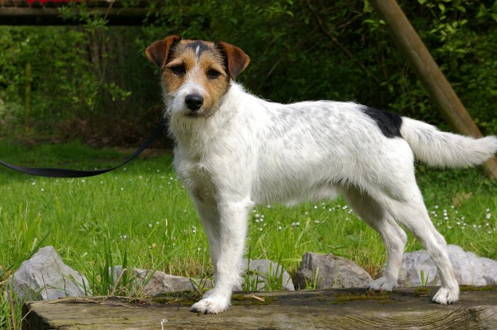 Gulabin's Rob Roy | Parson Russell Terrier 