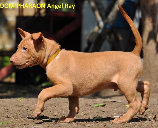 DOM PHARAON Angel Ray | Pharaoh Hound 