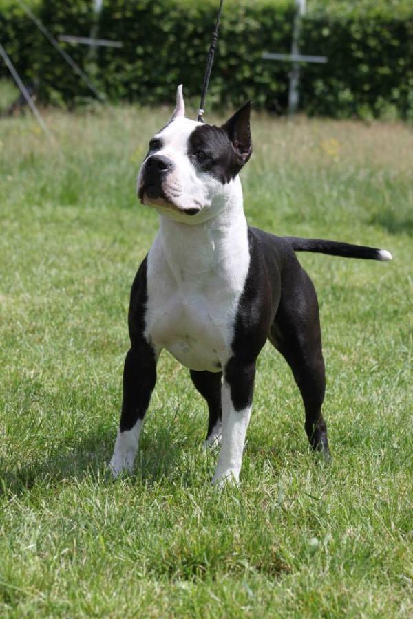 Harry king of rings | American Staffordshire Terrier 
