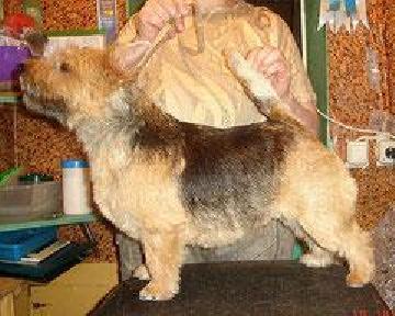 Olala Z Muskatove Zahrady | Norwich Terrier 