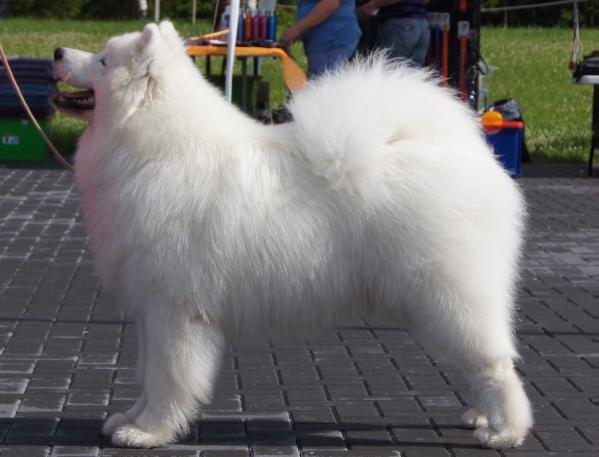 Klajokliu šuo DUNAJ OF BENJI | Samoyed 