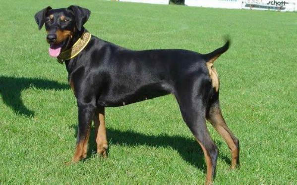 BRISCA vom Asbachtal | German Pinscher 