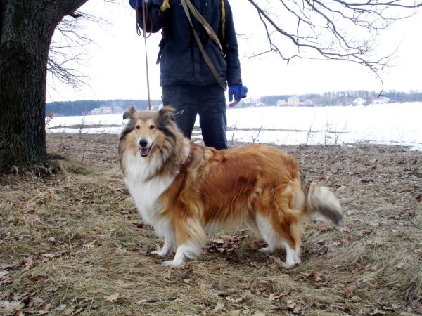 Shadowguard'S lilith legend | Rough Collie 