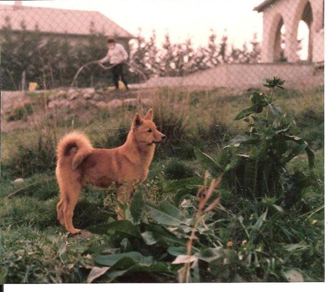 BÄST de la Cascade des Jarreaux | Finnish Spitz 