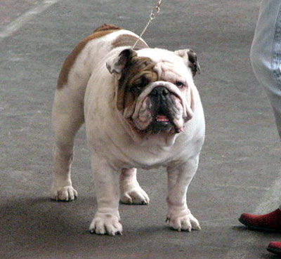 Macm mussolinni | Bulldog 