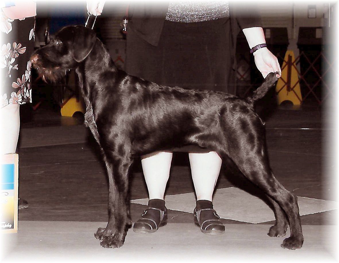 TC's Stunning At Blueline | German Wirehaired Pointer 