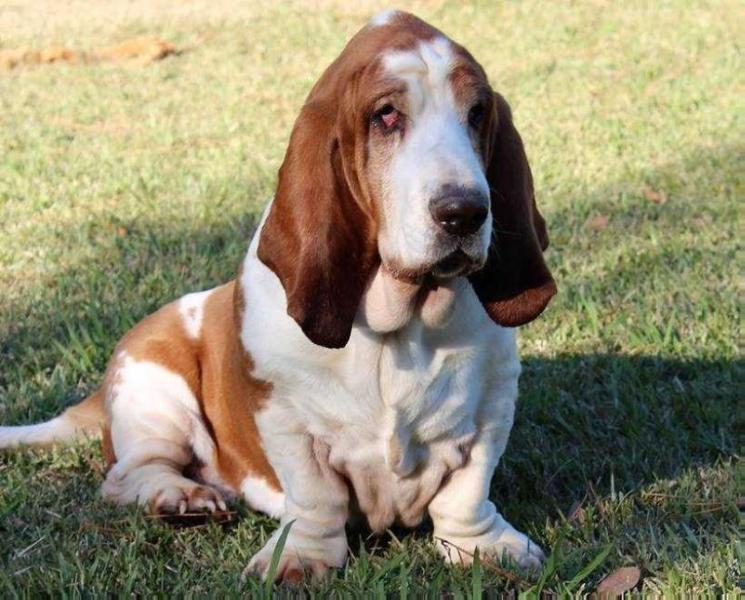 Bonnie's Hanibal Of Great Lakes | Basset Hound 