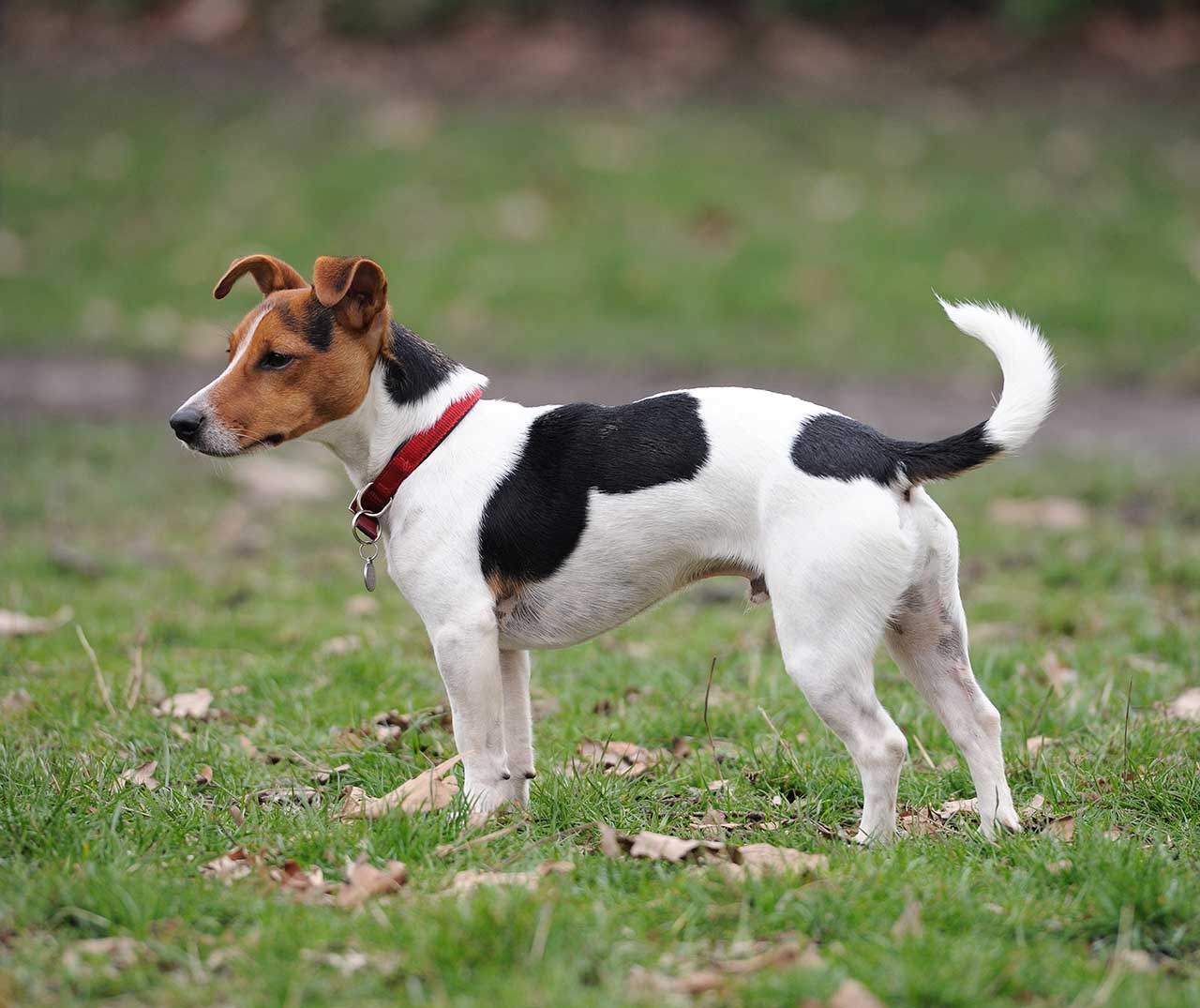 Russell Terrier