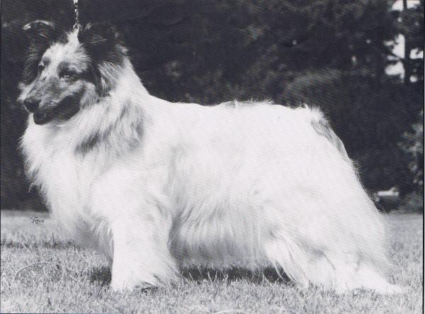 Banchory Winter Song | Shetland Sheepdog 