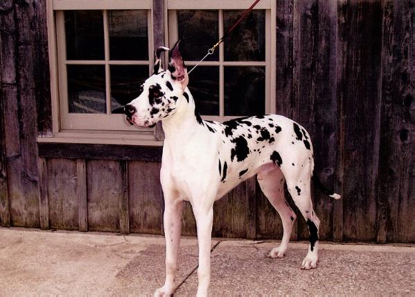 Know Doubt's JNJ Cowbouy Reputation | Great Dane 