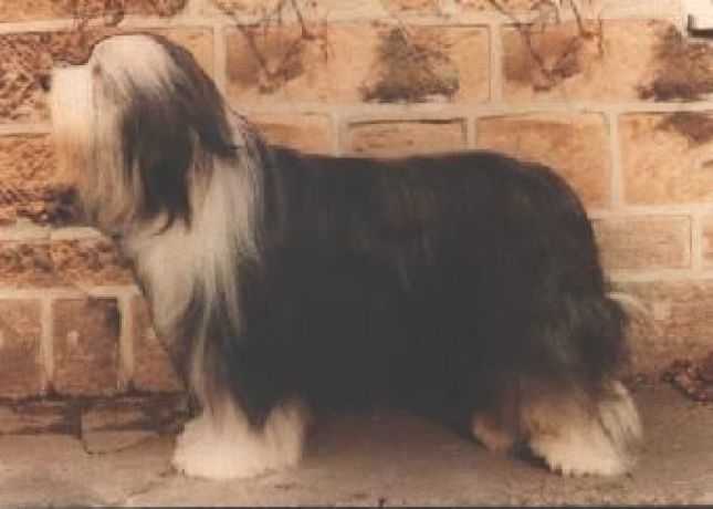 Coalacre Curiosity | Bearded Collie 