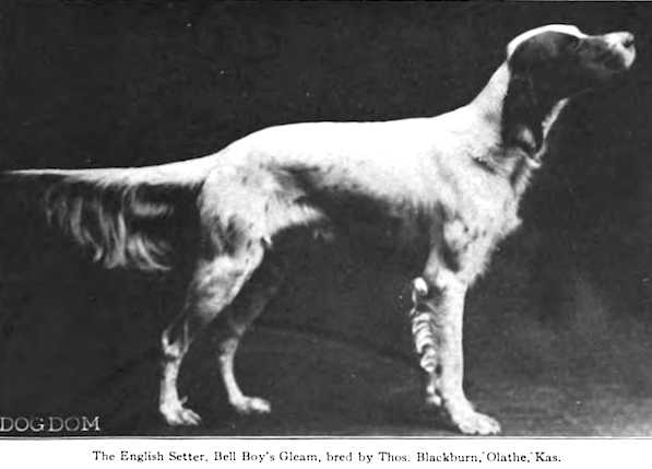 Belle Boy's Gleam | English Setter 